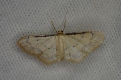 Idaea politaria