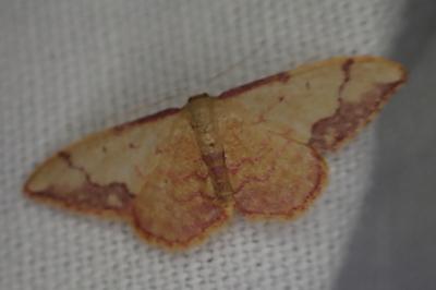 Idaea ostrinaria