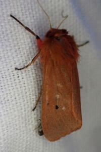 Phragmatobia fuliginosa