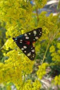 Callimorpha dominula