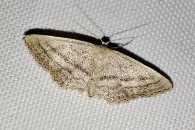 Idaea mediaria
