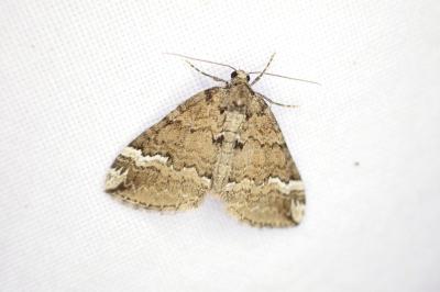 Perizoma lugdunaria