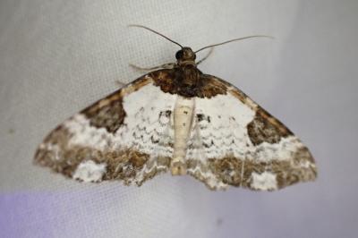 Melanthia procellata