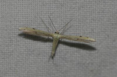 Adaina microdactyla