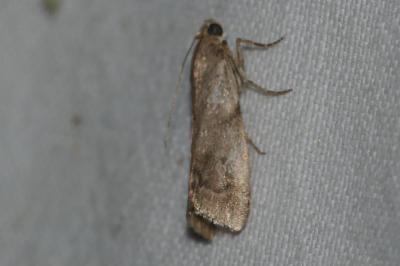 Acrobasis