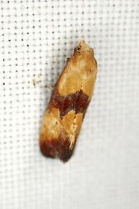Eupoecilia sanguisorbana