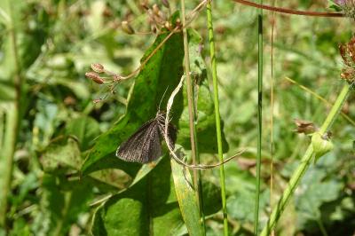 Odezia atrata