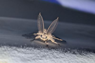 Lymantria dispar