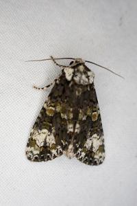Craniophora ligustri