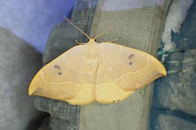 Watsonalla uncinula