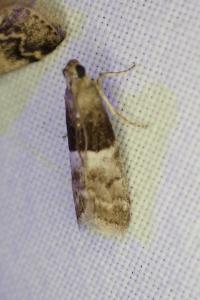Elegia atrifasciella