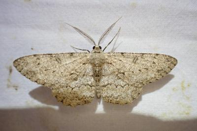 Hypomecis punctinalis