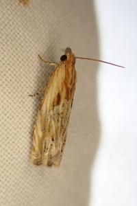 Eucosma cana