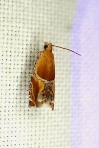 Ancylis obtusana