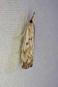 Catoptria falsella