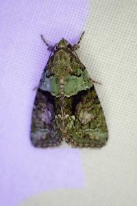 Cryphia algae