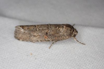 Spodoptera exigua