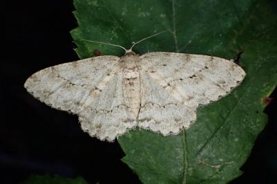 Ectropis crepuscularia
