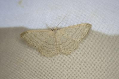 Scopula floslactata