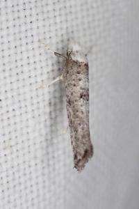 Paraswammerdamia albicapitella
