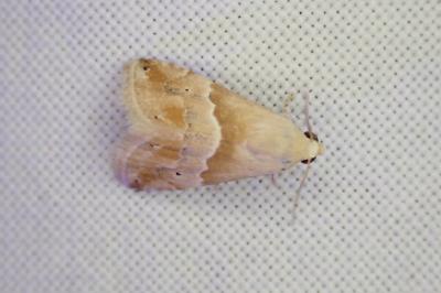 Eublemma parva