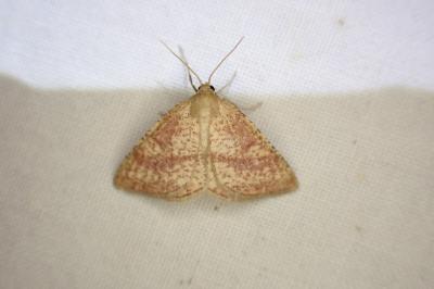 Aplasta ononaria