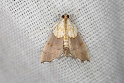 Agrotera nemoralis