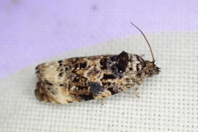 Endothenia gentianaeana / Endothenia marginana