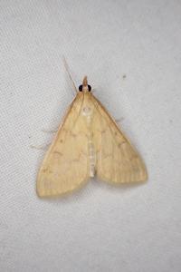Ostrinia nubilalis