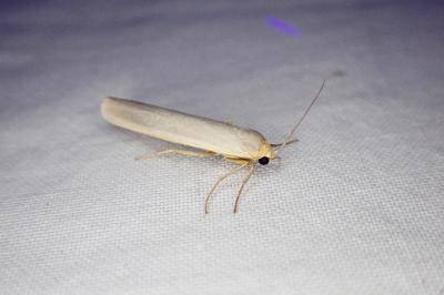 Manulea complana