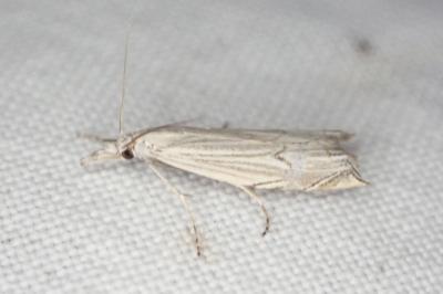 Metacrambus carectellus