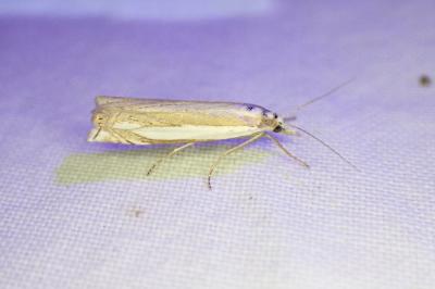 Crambus pascuella