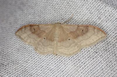 Idaea degeneraria