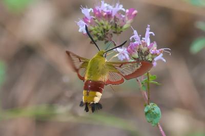Hemaris fuciformis