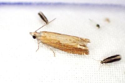 Eucosma obumbratana