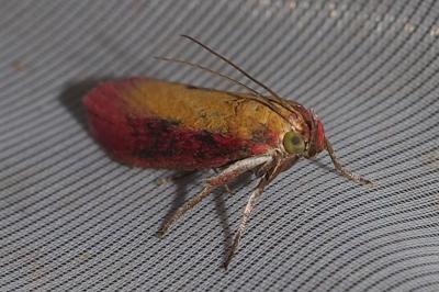 Oncocera semirubella