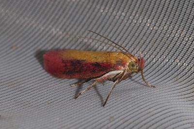 Oncocera semirubella
