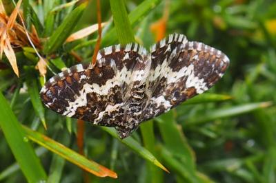 Epirrhoe tristata