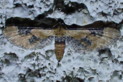 Eupithecia gueneata
