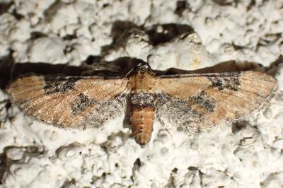 Eupithecia gueneata