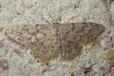 Idaea alyssumata
