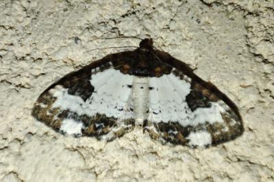 Melanthia procellata