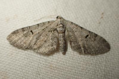 Eupithecia distinctaria