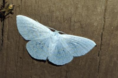 Scopula caricaria
