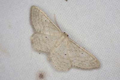 Idaea sylvestraria