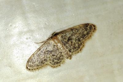 Idaea inquinata
