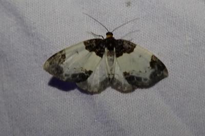Mesoleuca albicillata