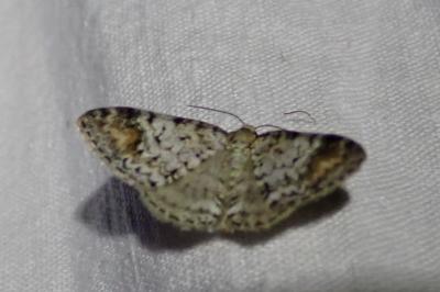 Venusia blomeri
