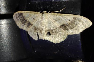 Idaea aversata