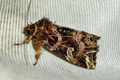 Callopistria juventina